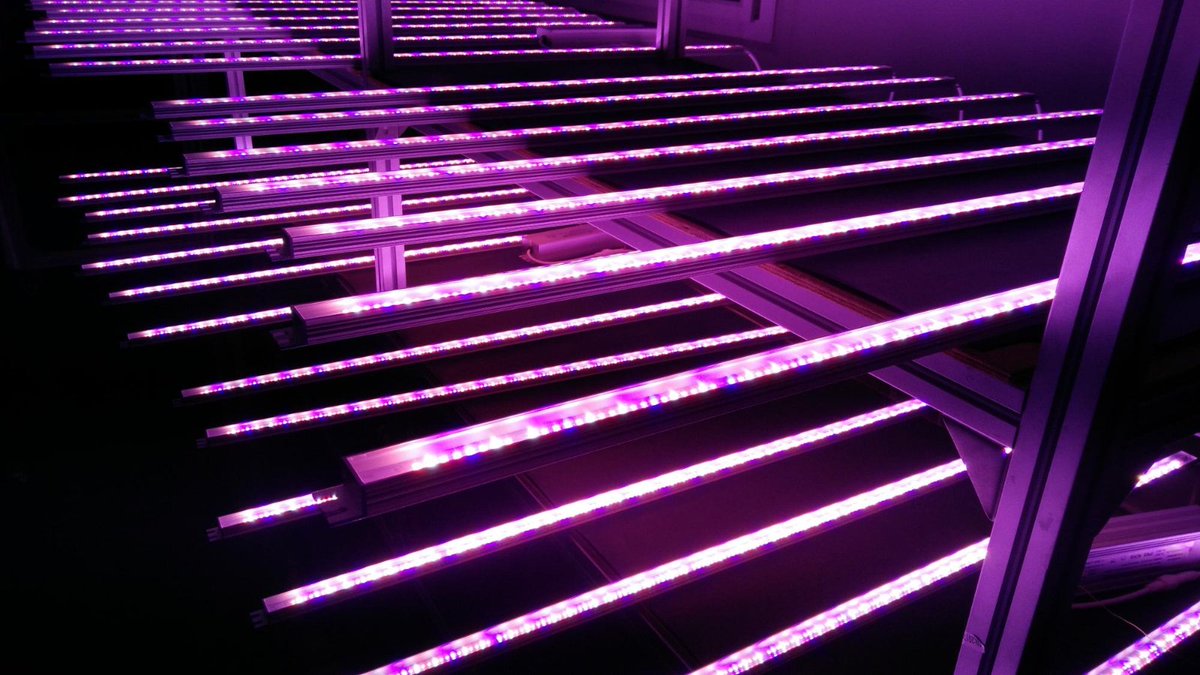 HelenCh02621539's tweet photo. Grow light bar/tube 18w 24w #ecospeedled #verticalfarming #growlight https://t.co/yDi2n5fht6