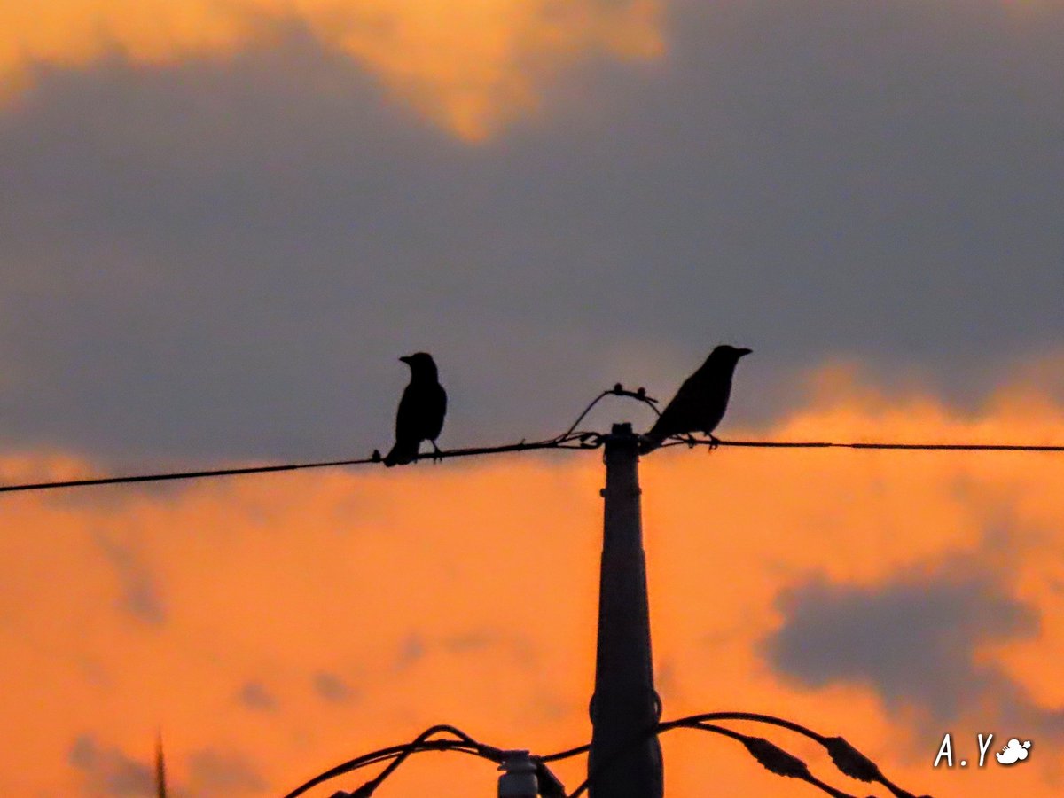 yumeasutw's tweet photo. 夕焼け空と仲良しカラスさん🐦🐦

お疲れ様です🏁
寒そうな雪雲が棚引く #夕暮れ 🌆
日が暮れるのを惜しむように、二羽の #カラス が #電線 に並んで #夕焼け 空を眺めていました🐦🐦

#Crow
#野鳥
#夕空 #鉄塔 #電柱
#空の名前
#雲の教室
#マジックアワー
#ビーナスベルト
#a2021 #a0108 #a202101 https://t.co/Q35muWpbTf
