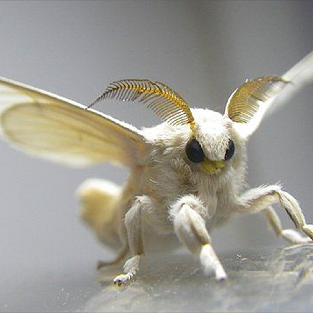 Lens Dergi on Twitter: "Venezuela kaniş güvesi, 2009 yılında Venezuela