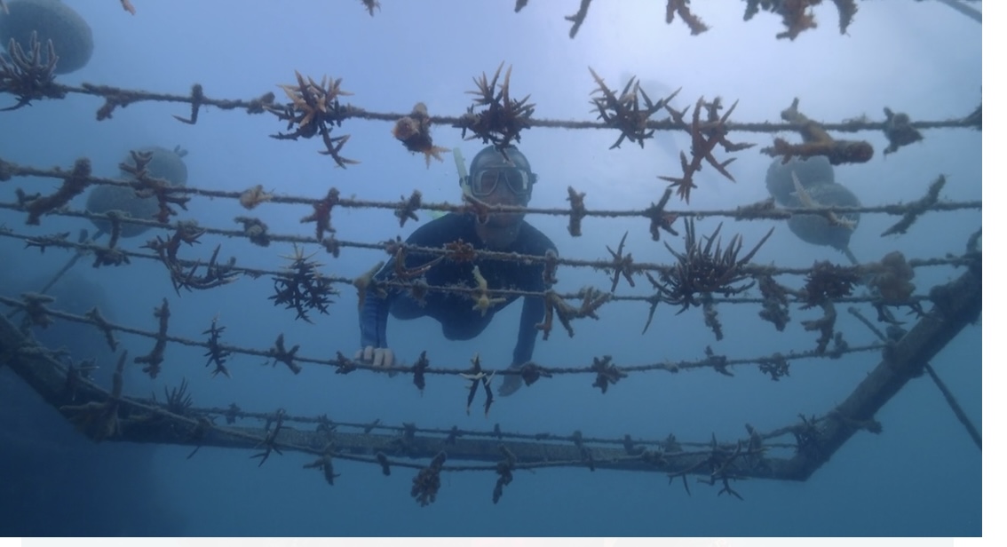 Ever heard of underwater gardening? It's basically tending to and looking after all delights that grow in the deep. 
A group of tour guides have turned to gardening in a bid to help restore some of damaged coral in the gorgeous Whitsundays. 
ow.ly/Ilr950CZmFV...