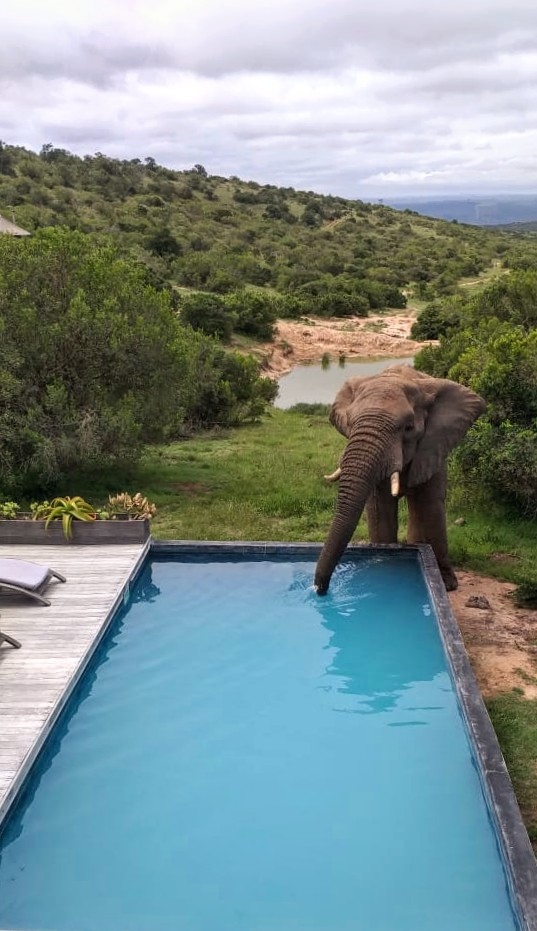 LionRoarsHotels's tweet photo. Happy Friday! Very good morning to our VIP guest at @BukelaGameLodge who's indulging in a refreshing sip for a great day ahead!
https://t.co/76IgSnC9T1
#HappyGuest #Bukela #EasternCape #AmakhalaGameReserve #LionRoarsHotels #TravelSouthAfrica #AfricaAwaits #Travel #TravelSA https://t.co/MgKnyouVCV