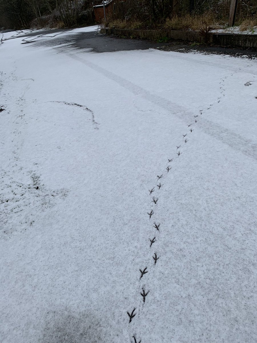g0ldf1nch's tweet photo. Why wouldn’t you just fly? If you could, I mean. #ManchesterSnow https://t.co/RFP7vfXPFW