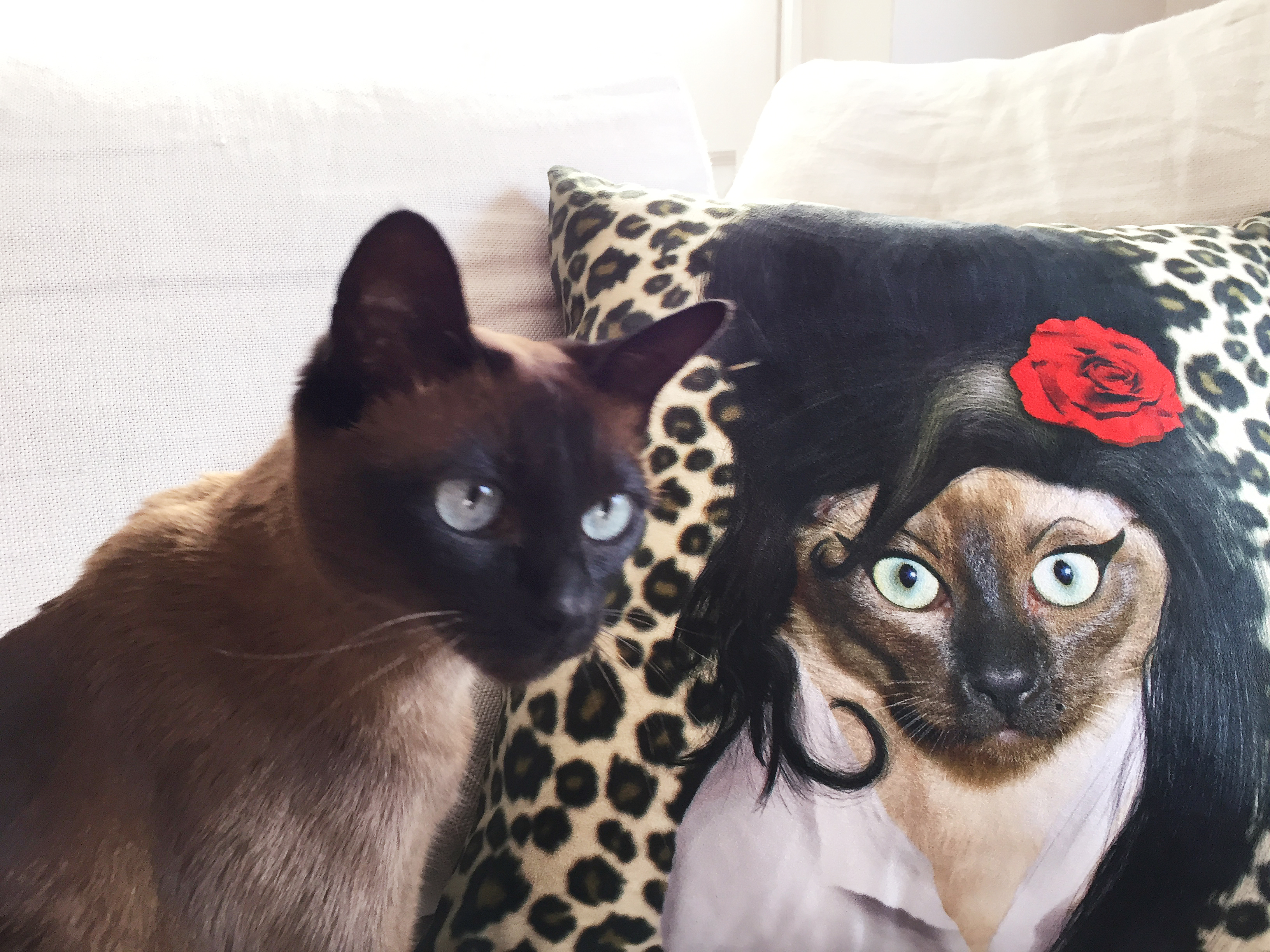 welovecushions welovecushions X