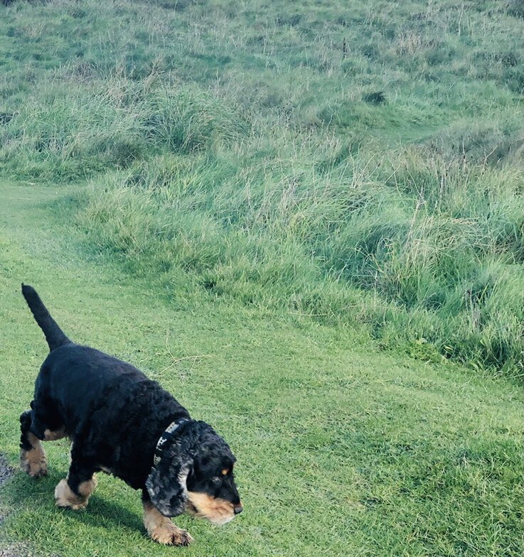 tormarkbooks's tweet photo. 🐶 #tormarkbooks #tormarkdog https://t.co/1408ZspX7g