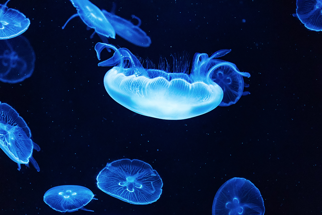 CGTNOfficial's tweet photo. The Blue World: Brainless jellyfish https://t.co/ROrS6tR4b5 https://t.co/h5i85UV4mG