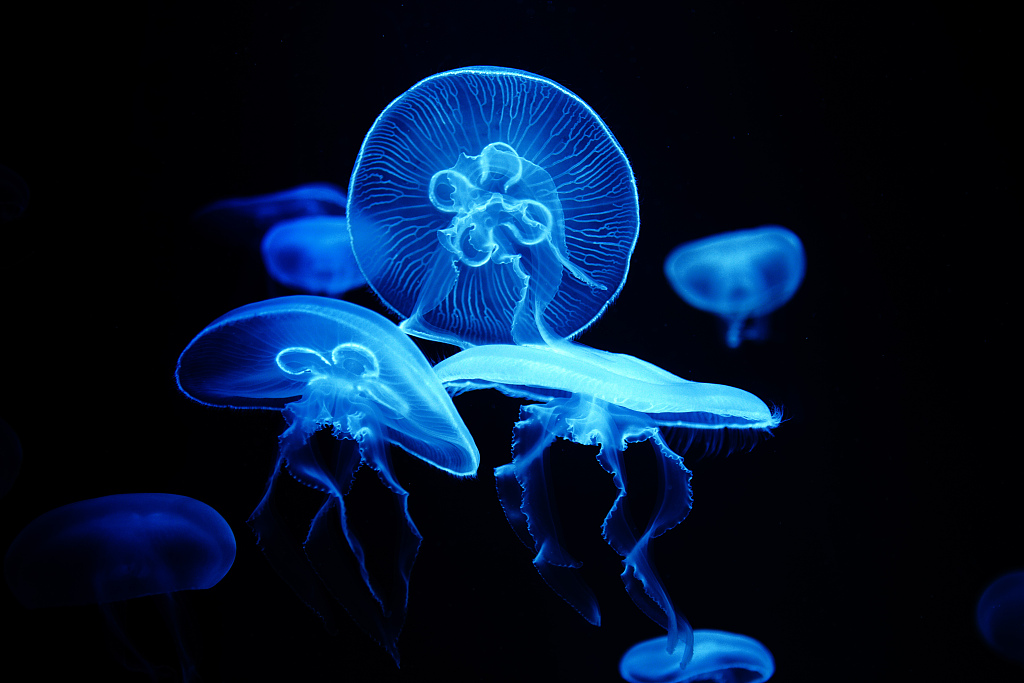 CGTNOfficial's tweet photo. The Blue World: Brainless jellyfish https://t.co/ROrS6tR4b5 https://t.co/h5i85UV4mG