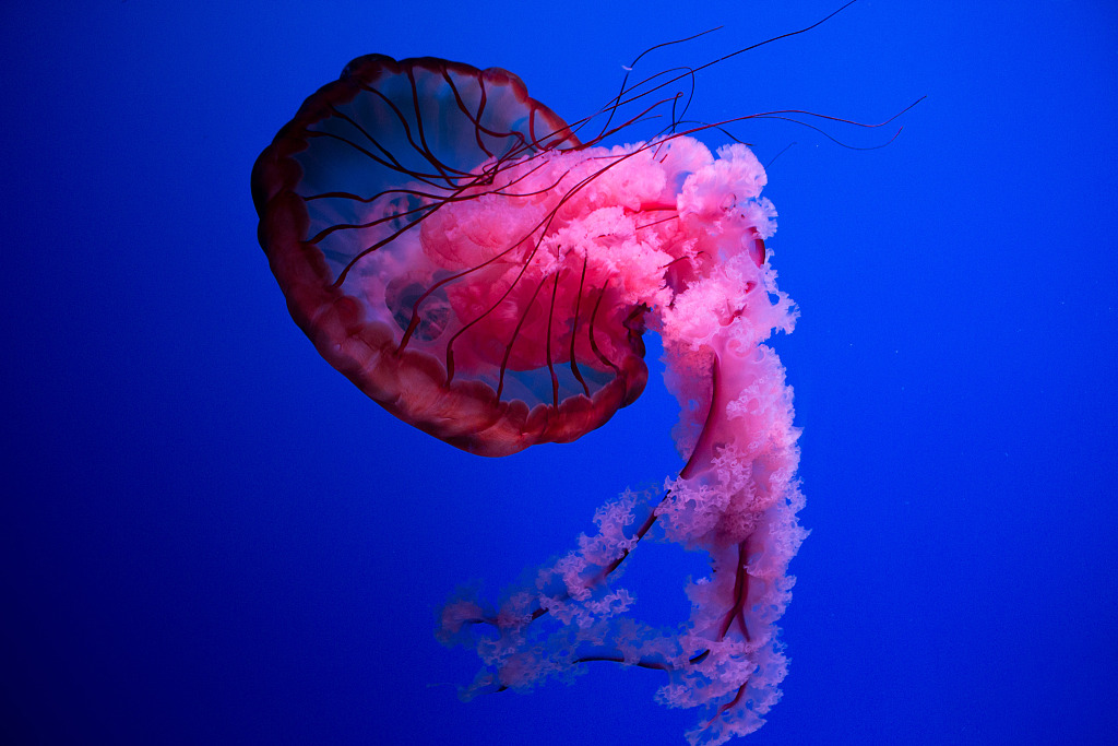 CGTNOfficial's tweet photo. The Blue World: Brainless jellyfish https://t.co/ROrS6tR4b5 https://t.co/h5i85UV4mG