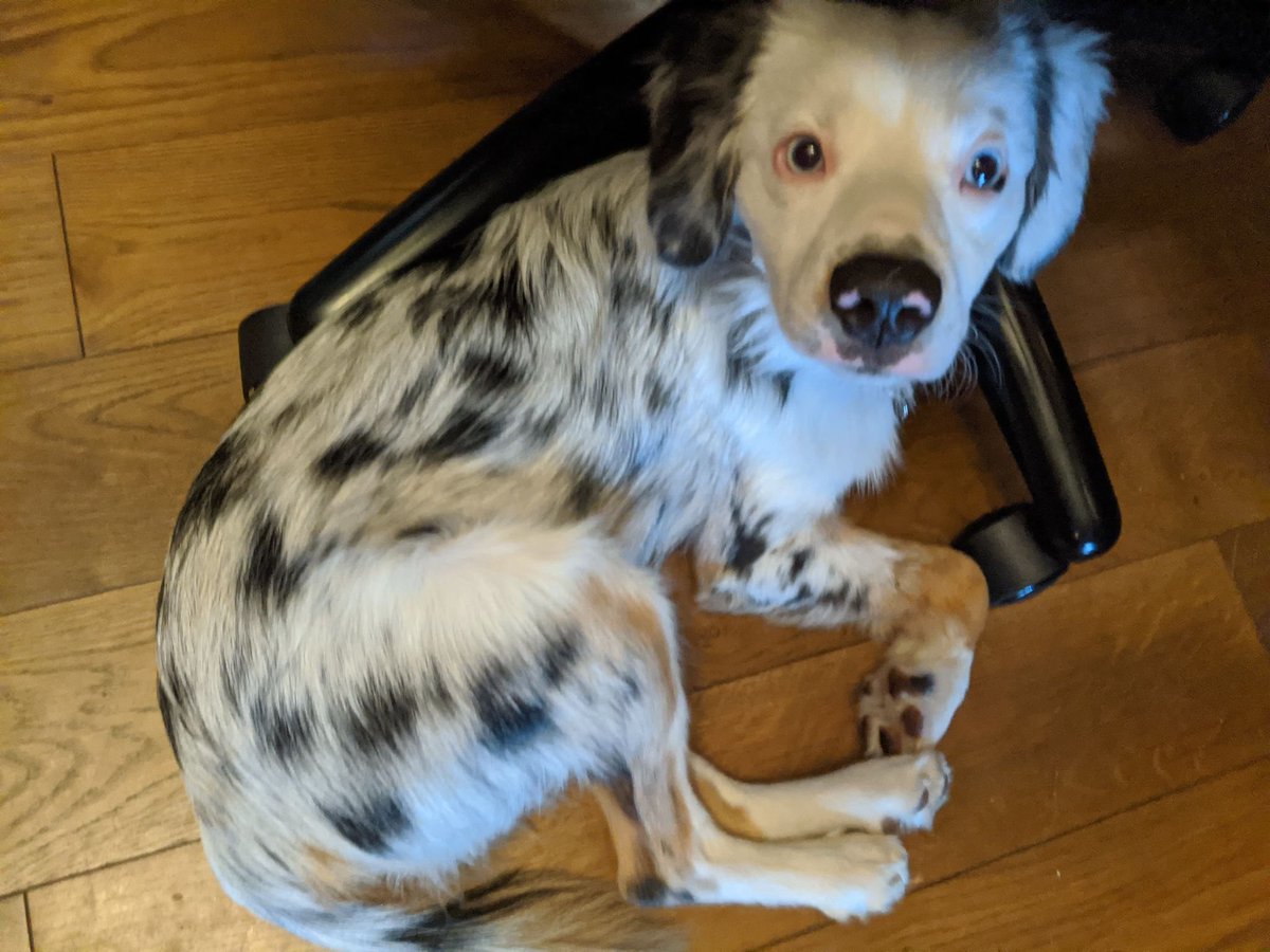 thestorymob's tweet photo. Office chair legs confirmed as great nap spots πΆ #Mobpets https://t.co/Ujb9S5ZKkU