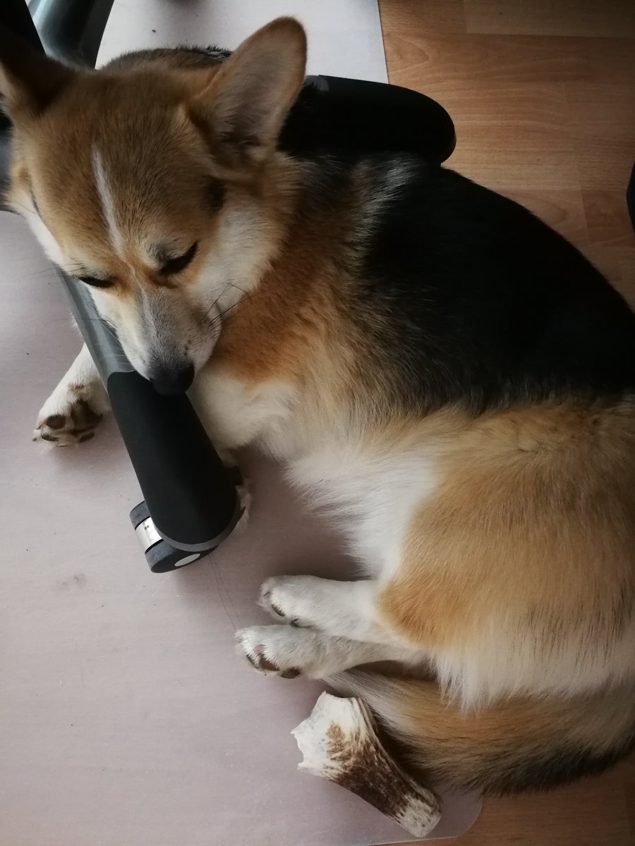 thestorymob's tweet photo. Office chair legs confirmed as great nap spots πΆ #Mobpets https://t.co/Ujb9S5ZKkU