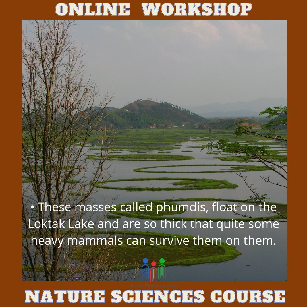 IndiaWorkshops's tweet photo. NATURE SCIENCES COURSE:

This course aims to create awareness among the students about the world's only floating national park - the Keibul Lamjao National Park in Manipur and its importance.
#schoolworkshopsindia #ib #ibdp #IGCSE #onlineworkshop #onlinecourse ##learningisfun✏📝 https://t.co/fRIvp9PkVv