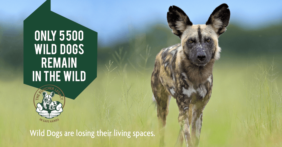 BoucherLegacy's tweet photo. There are now only approximately 5 500 African wild dogs in the wild.  
Wild dogs are losing their living spaces. A century ago, African wild dog packs numbering a hundred or more animals could be seen roaming the Serengeti Plains.  #wilddogs #savewilddogs #stoppoaching https://t.co/rFLovfReju