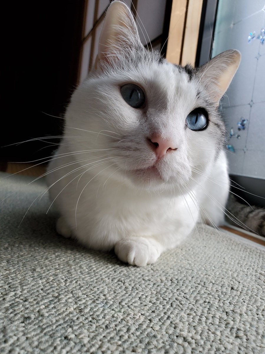 猫の顔は見るたびに変わる?!人に負けないくらい表情豊かな猫! 話題