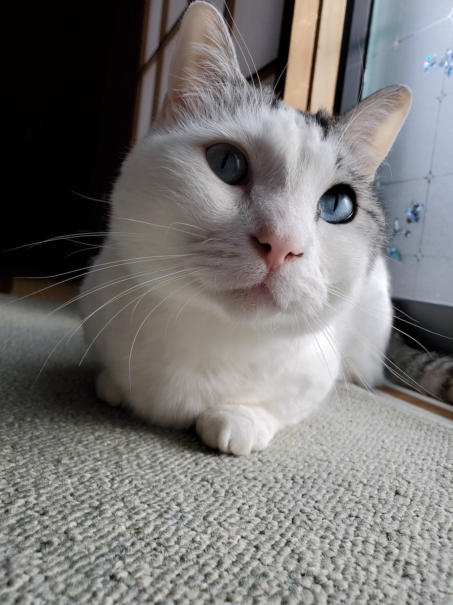 @kyuryuZ シュッとしたり、ずむっとしたり。
猫百面相は、とっても面白い✨ 
