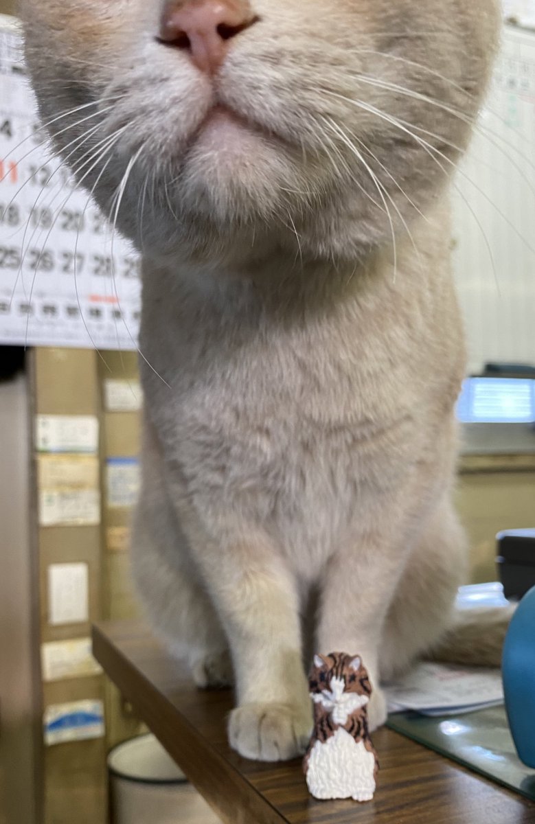 Kayo 拝み猫っていうガチャガチャで ノルウェージャンが当たった 拝み猫withソラくん