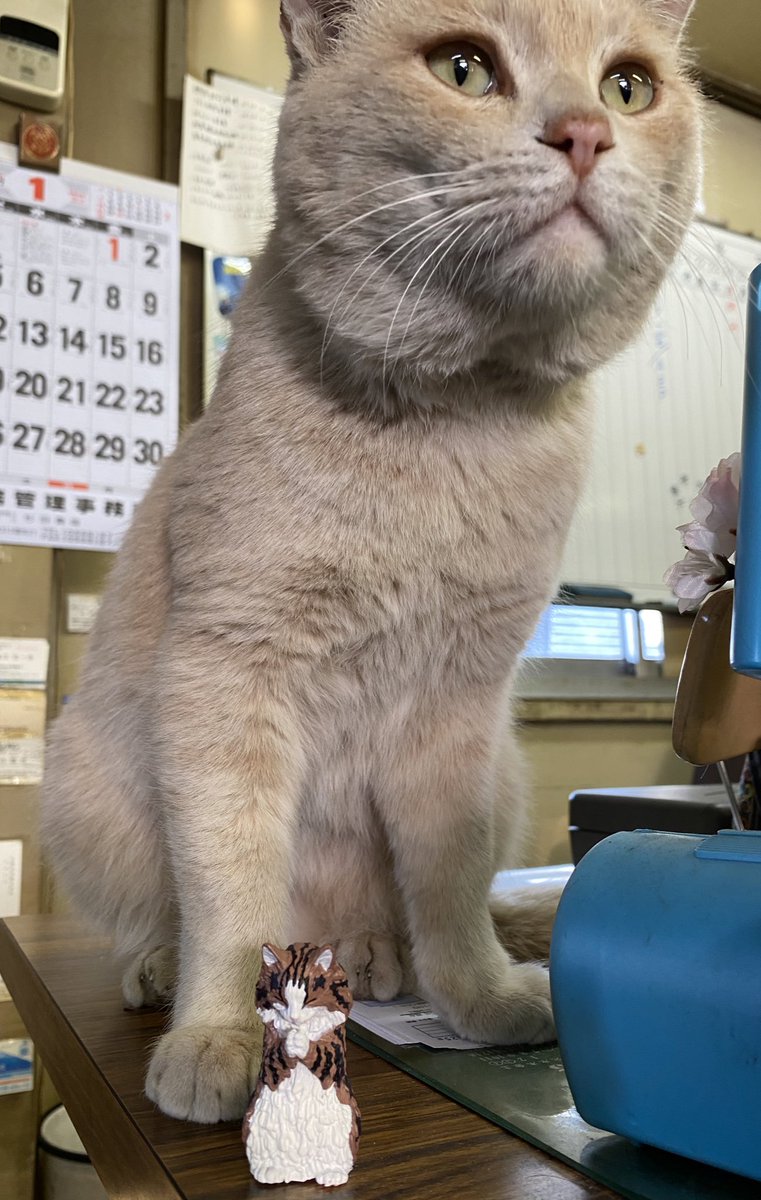 Kayo 拝み猫っていうガチャガチャで ノルウェージャンが当たった 拝み猫withソラくん