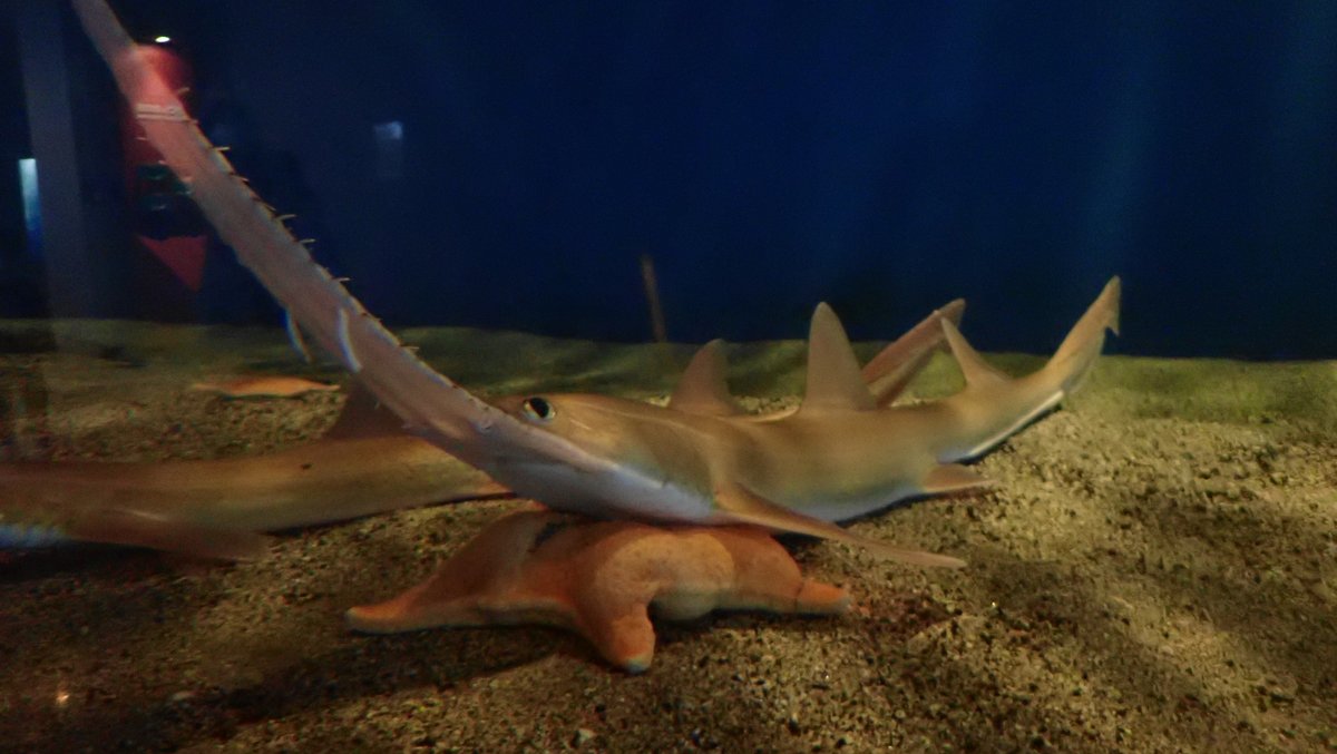 Hashtag ノコギリザメ Auf Twitter