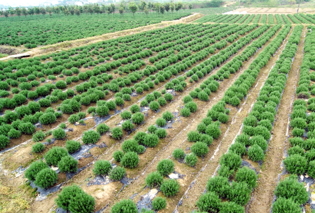 GenehamCo's tweet image. Geneham Pharmaceutical Co., Ltd is a leading natural plant extract solution provider with strong strength and rich experience of research, developing, cultivation, manufacturing and marketing