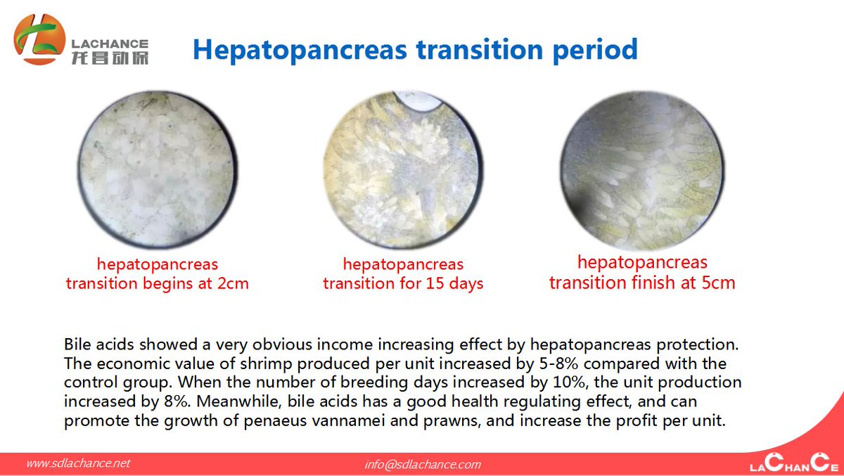 OliverL43905451's tweet photo. How to help shrimp through the hepatopancreas transition period?
#bileacids #runeon #aquaculture #shrimpfarming #shrimp #shrimpbreeding
For more information:
E-mail: oliver@sdlachance.com
WhatsApp:+8615853408901
https://t.co/w0SQedtOQE https://t.co/JXt8dOpitM