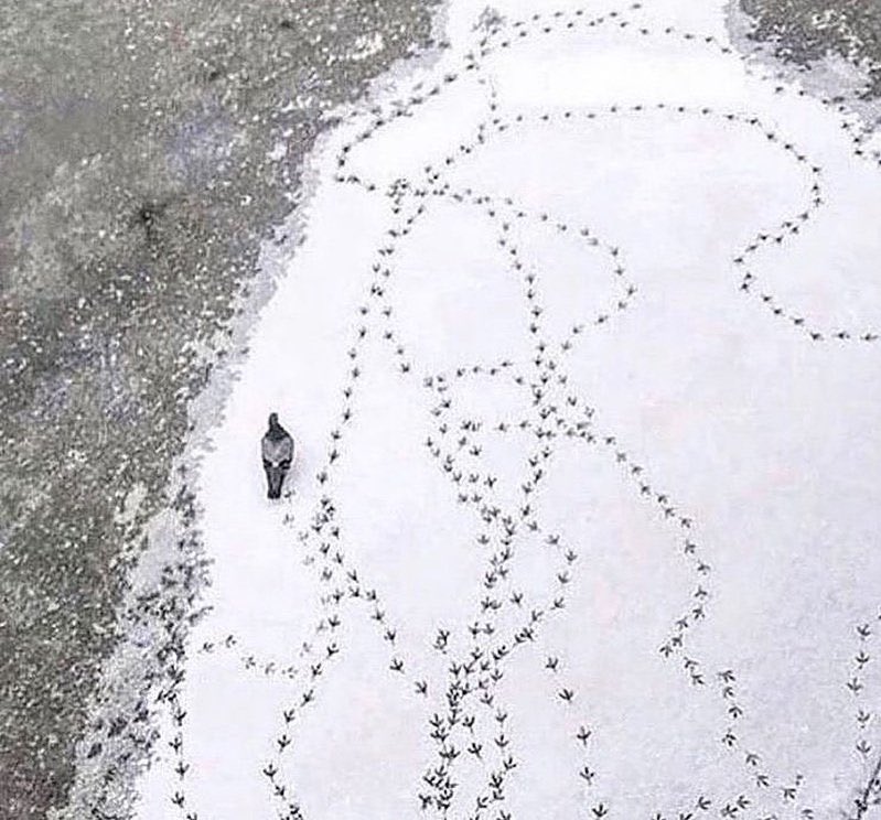 This pigeon must be an artist 👩‍🎨 😂😂#animals #pigeon #artistsontwitter