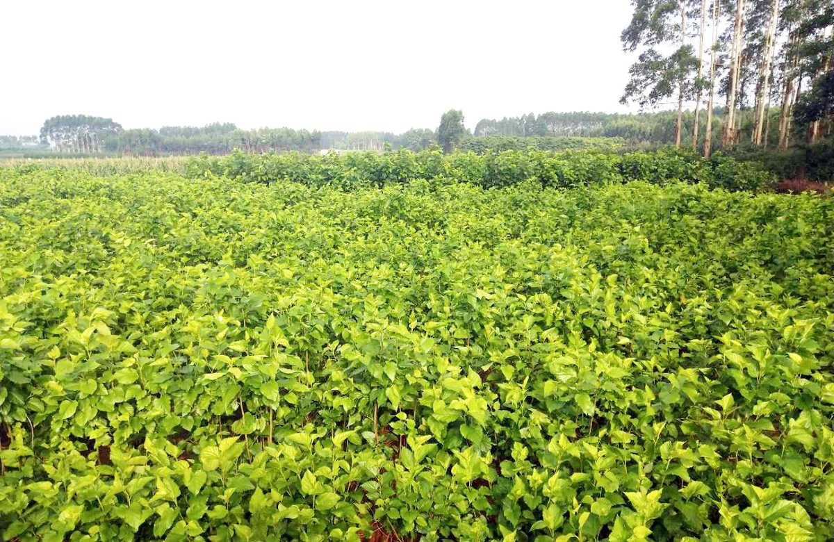 GenehamCo's tweet image. Geneham owns cultivation base covering over 2,000 acres, our Rosemary cultivation base in Hanshou, Changde and Hubei province, and mulberry cultivation base in Xiangxi, Hunan province.