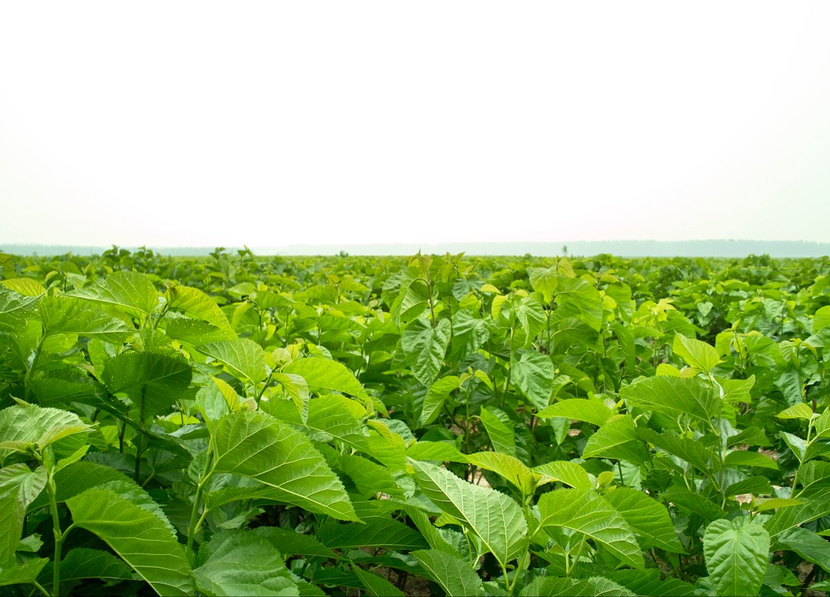 GenehamCo's tweet image. Geneham owns cultivation base covering over 2,000 acres, our Rosemary cultivation base in Hanshou, Changde and Hubei province, and mulberry cultivation base in Xiangxi, Hunan province.