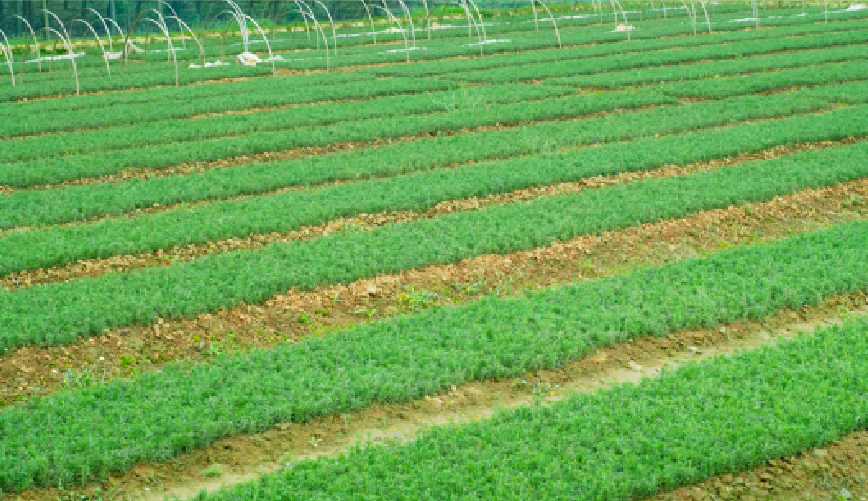 GenehamCo's tweet image. Geneham owns cultivation base covering over 2,000 acres, our Rosemary cultivation base in Hanshou, Changde and Hubei province, and mulberry cultivation base in Xiangxi, Hunan province.