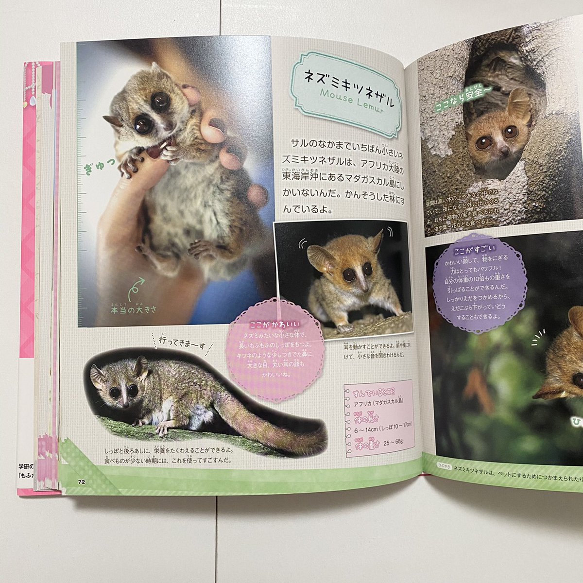 📕新刊ココ読んで! \約130種の #小動物 が大集合💕/ 『もふかわ 📕新刊ココ読んで! \約130種の #小動物 が大集合💕/ 『もふかわ