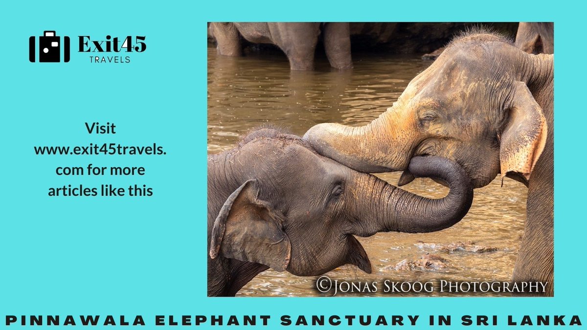 Exit45Travels's tweet photo. Pinnawala Elephant Sanctuary in Sri Lanka – should you visit or not?

Read more here: https://t.co/Y9C8bPWbm6
------------ https://t.co/c5JiLS1RBk