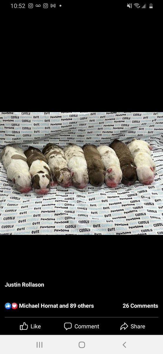 TheLindseyWhite's tweet photo. @JeffreeStar Jeffree!!! I heard your looking for a new puppy! I'm a licensed breeder and I ship worldwide. I have a variety of luxury micro Frenchies and American bullies.  If interested call my office at 9549010589. I have a new litter dropping soon! ABKC and UKC reg ig @designerbredbullies https://t.co/V3aWuDX0nR