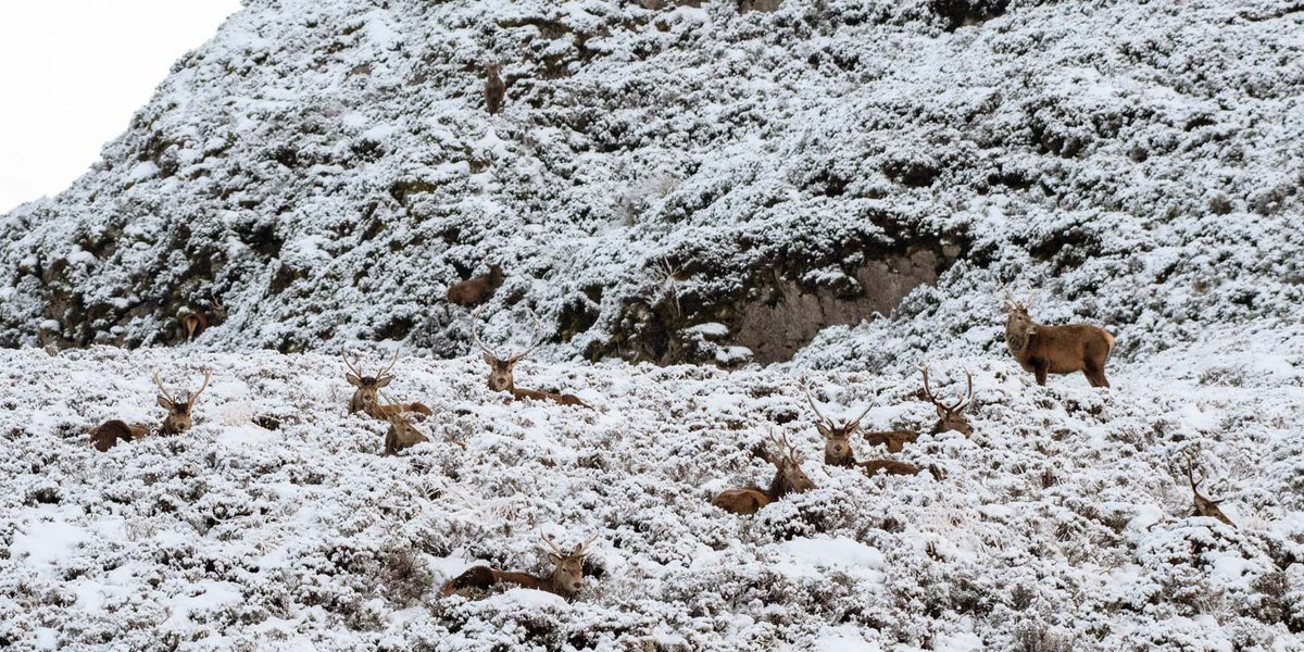 Highland Focus tweet media