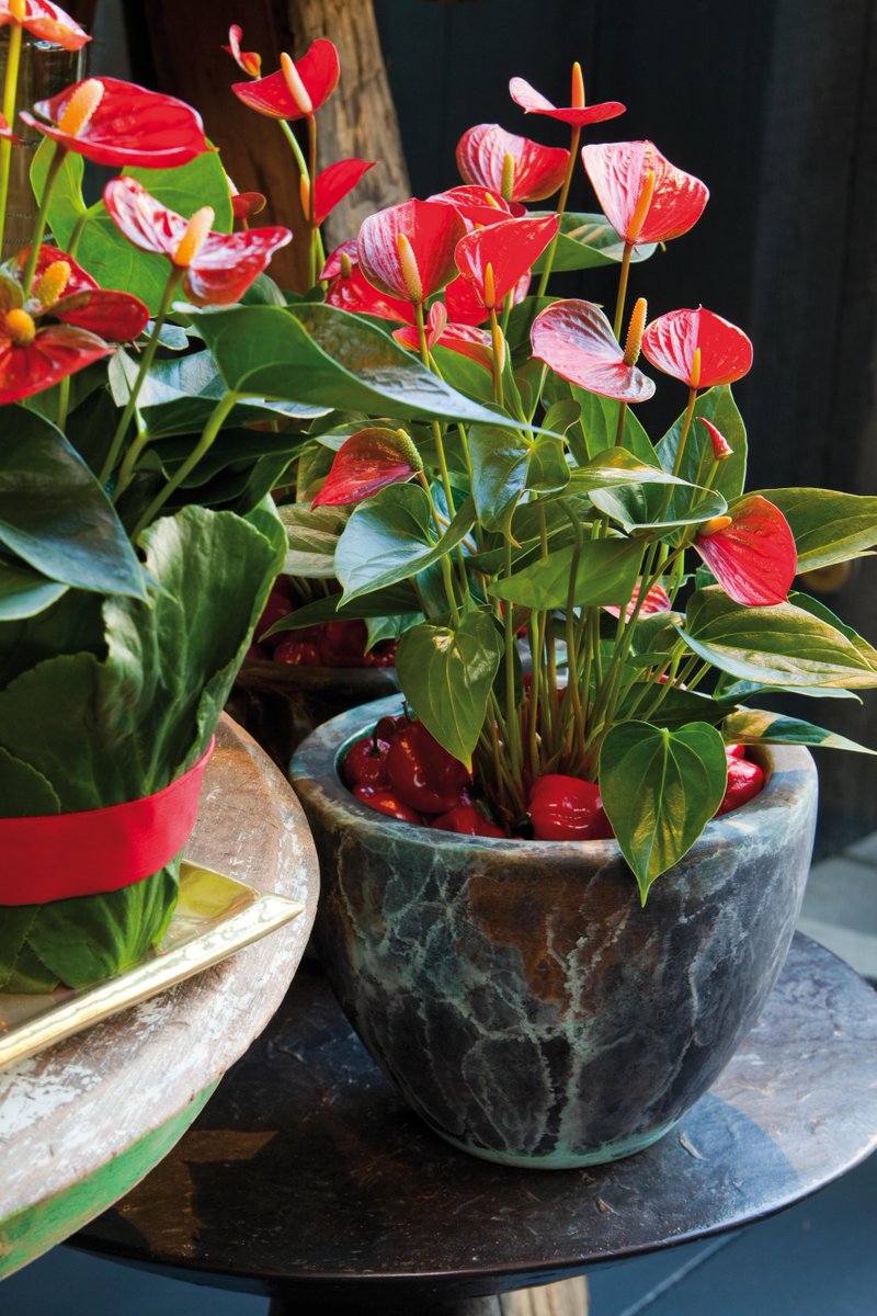 De anthurium brengt kleur en glans. Deze mooie plant herken je aan zijn glimmende groene blad en kleurige schutbladeren. De anthurium is er onder andere in het rood, roze, oranje en wit. Welke kleur is jullie favoriet? #vandijkflora #ditisvdf #openuptogrow #planten