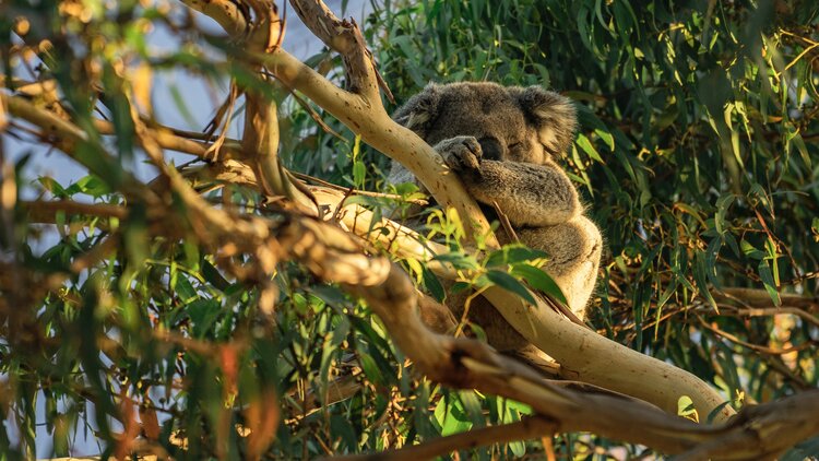 screenhunter1's tweet photo. Stephen Amezdroz’s ‘Koala’ to become first IMAX film shot with Blackmagic 12K camera

A new IMAX film about protecting and regenerating wild koala habitats could usher in a new era of visual precision for filmmakers through its use of a 12K camera.

https://t.co/Mid8ttDMzY https://t.co/XpD3OPjV6T