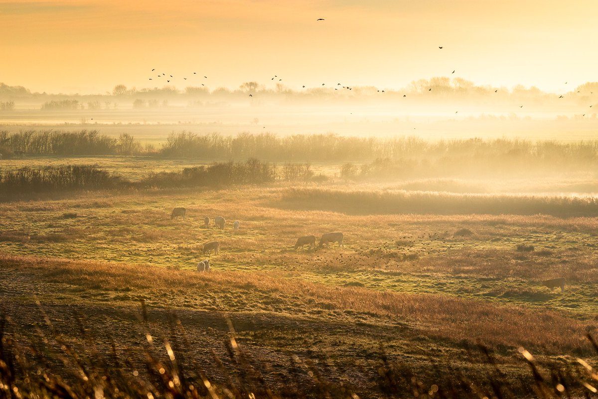 Het weiland in de ochtendzon #zeeland #landschap #fotografie