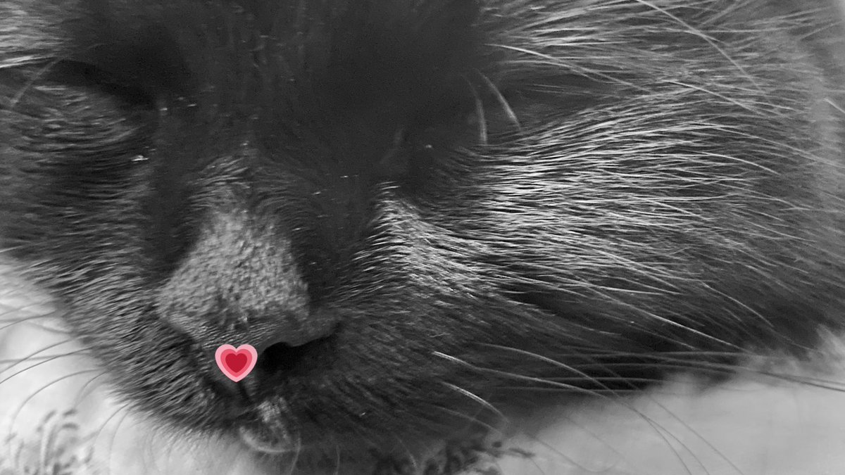 MaximilianTyson's tweet photo. BOOOPS pwease!! #MaximilianTyson #CatNoirFriday #CatsOfTwitter https://t.co/c129kEQHv8