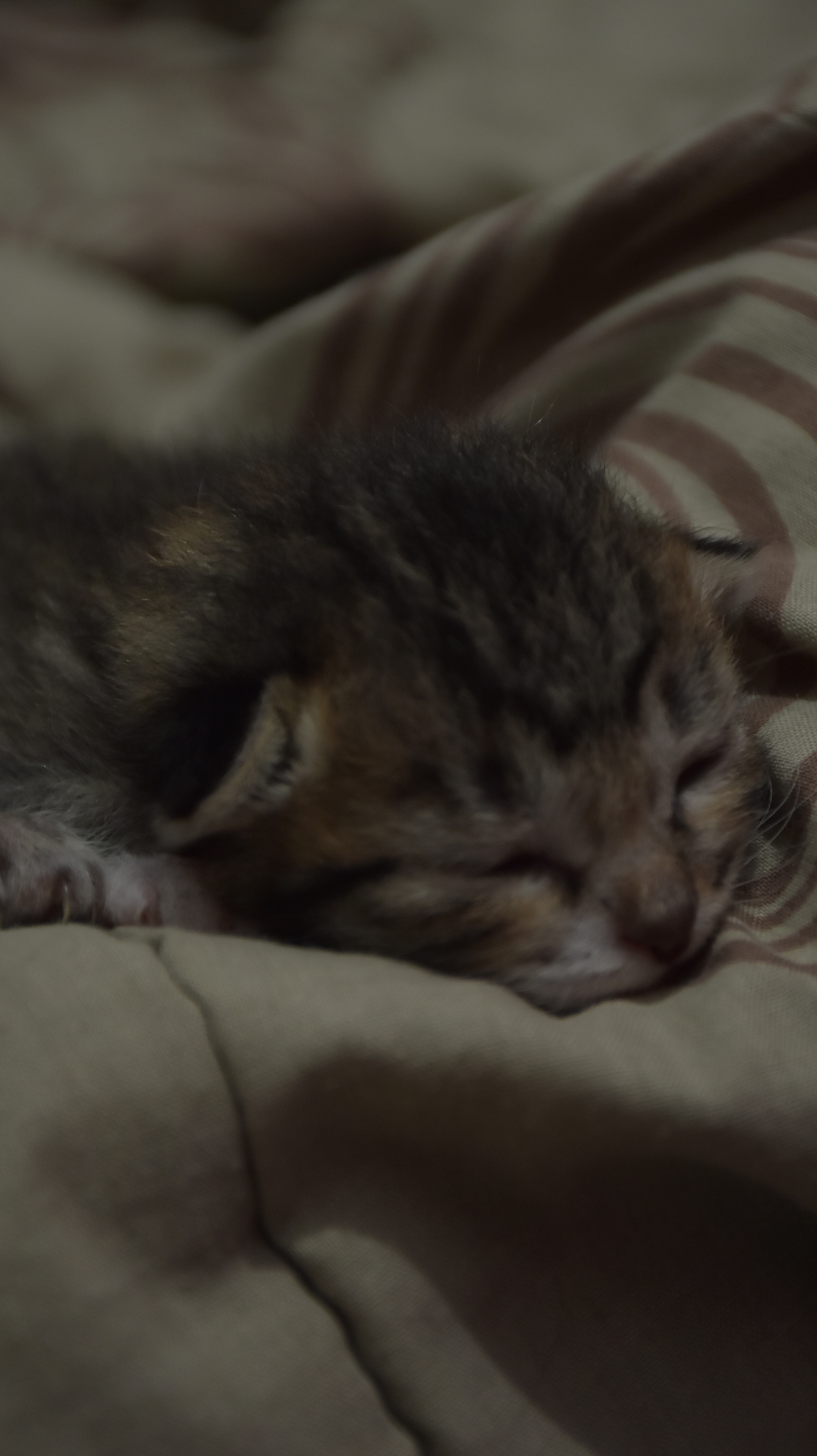 ZOO on Twitter "zoo buat kitten df nya enak pake apa ya? equil