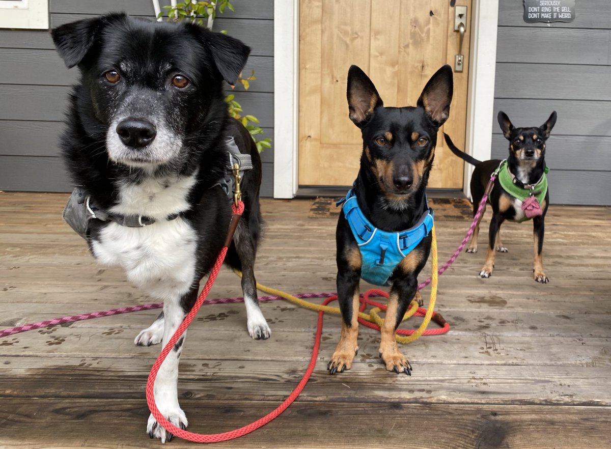 fetchroasters's tweet photo. Not have enough coffee this morning to keep up with these three stinkers - all had different priorities! But in the end everyone ended up enjoying themselves (and I had more coffee!) #coffee #pdxcoffee #adoptdontshop #soidogfoundation #soidogusa #oregonhumanesociety #shelterdogs https://t.co/QLrHNUV1bw
