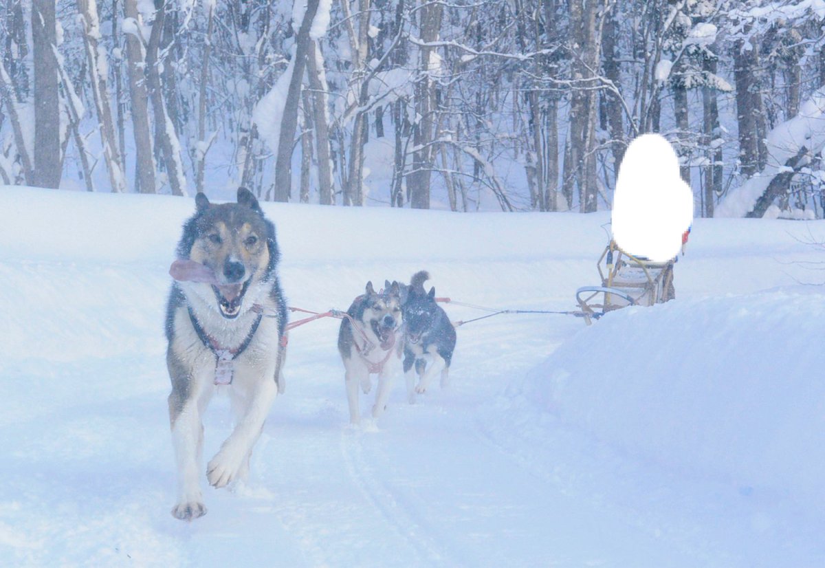 犬ぞりに乗ってる視点で撮影された動画 想像以上のスピード感と犬たちの楽しそうな表情 振り向いて安全確認してくれる Togetter