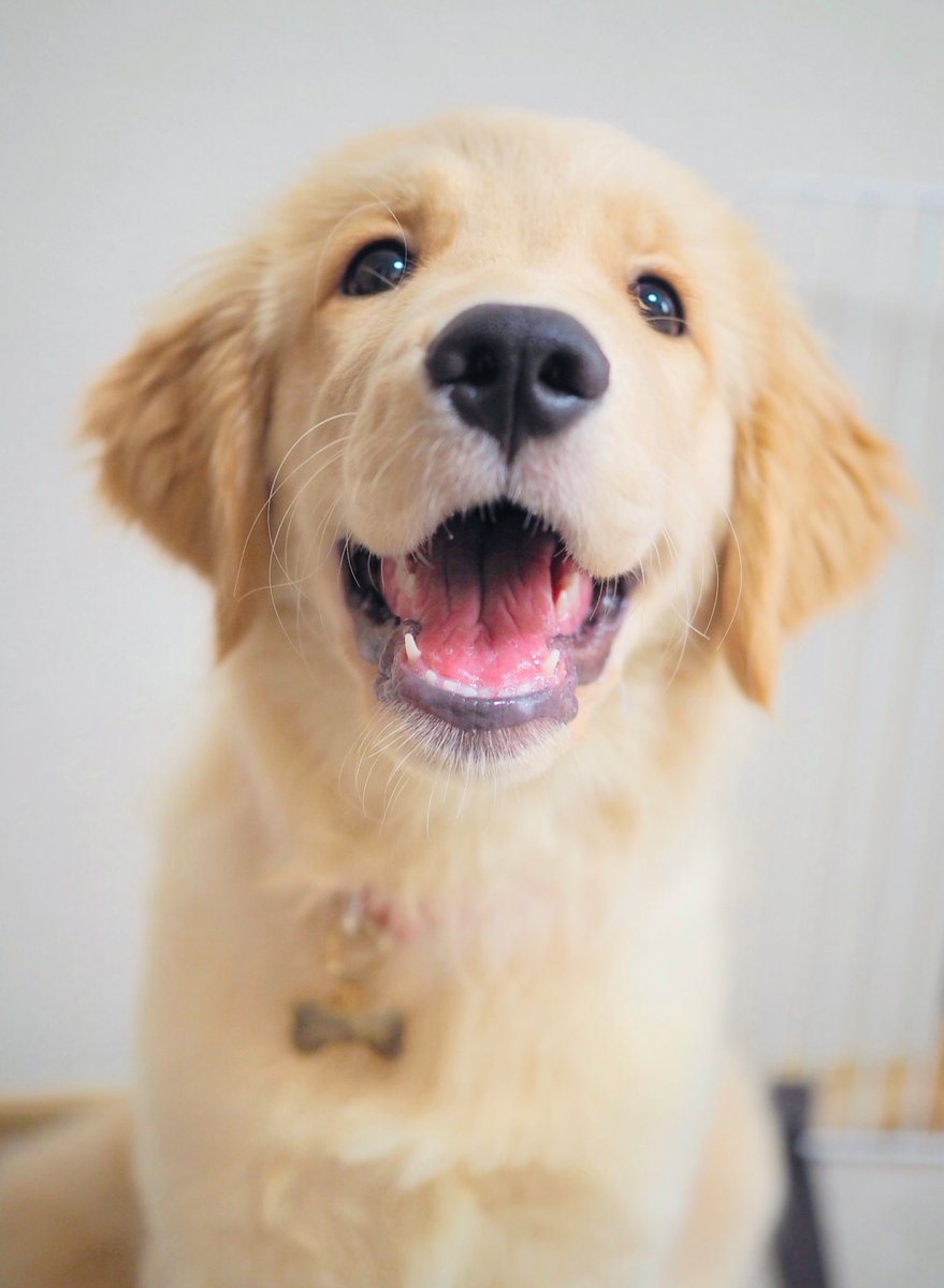 さら ゴールデンレトリバー 可愛いネームプレートが届きました さらもどこか嬉しそうです ゴールデンレトリバー 大型犬 犬のいる暮らし 大型犬 Goldenretriever