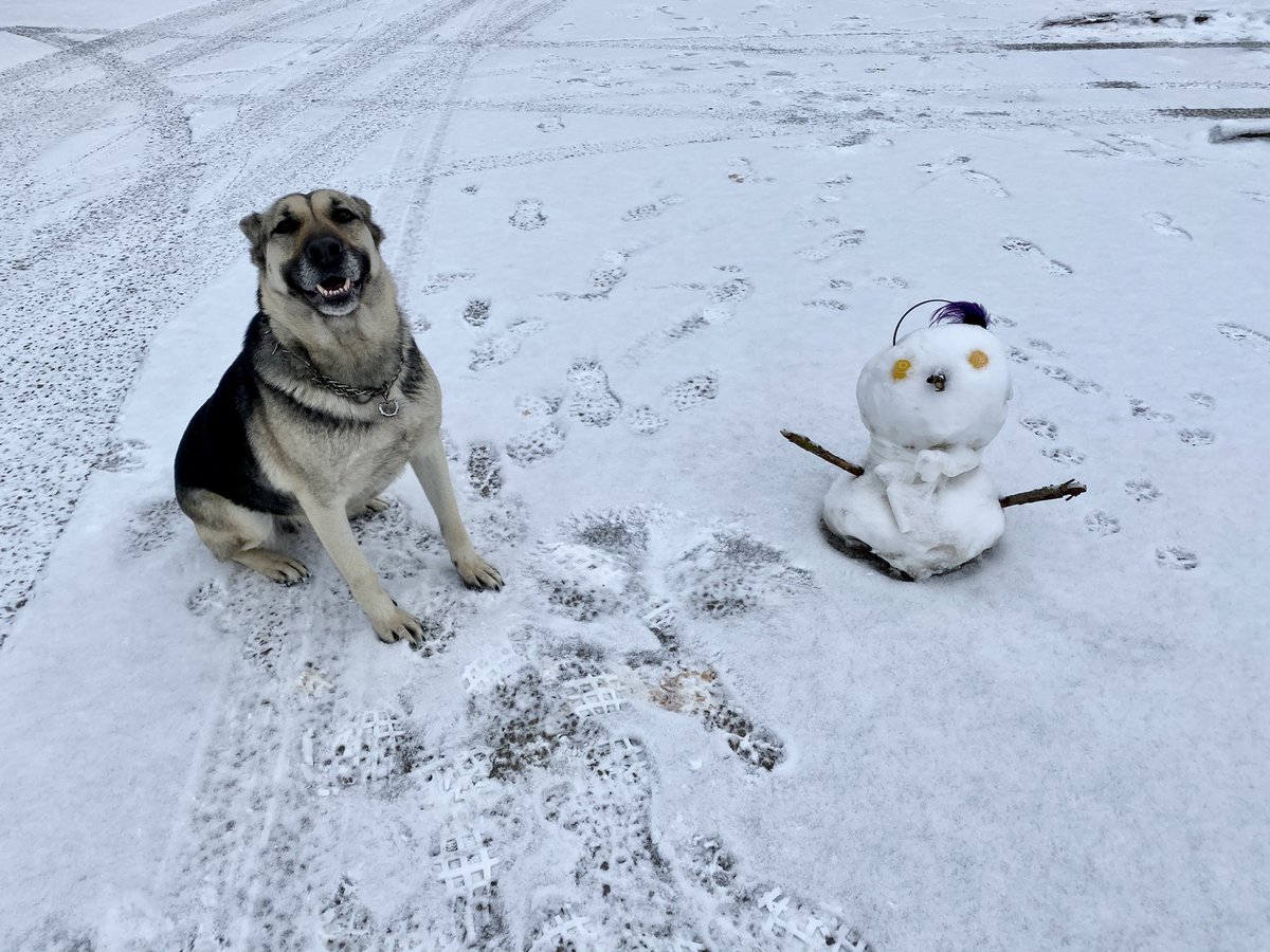 -Es un poco frío a veces... y muy callado, ¡pero buena gente!     #muñecodenieve #perro #dog #snowman