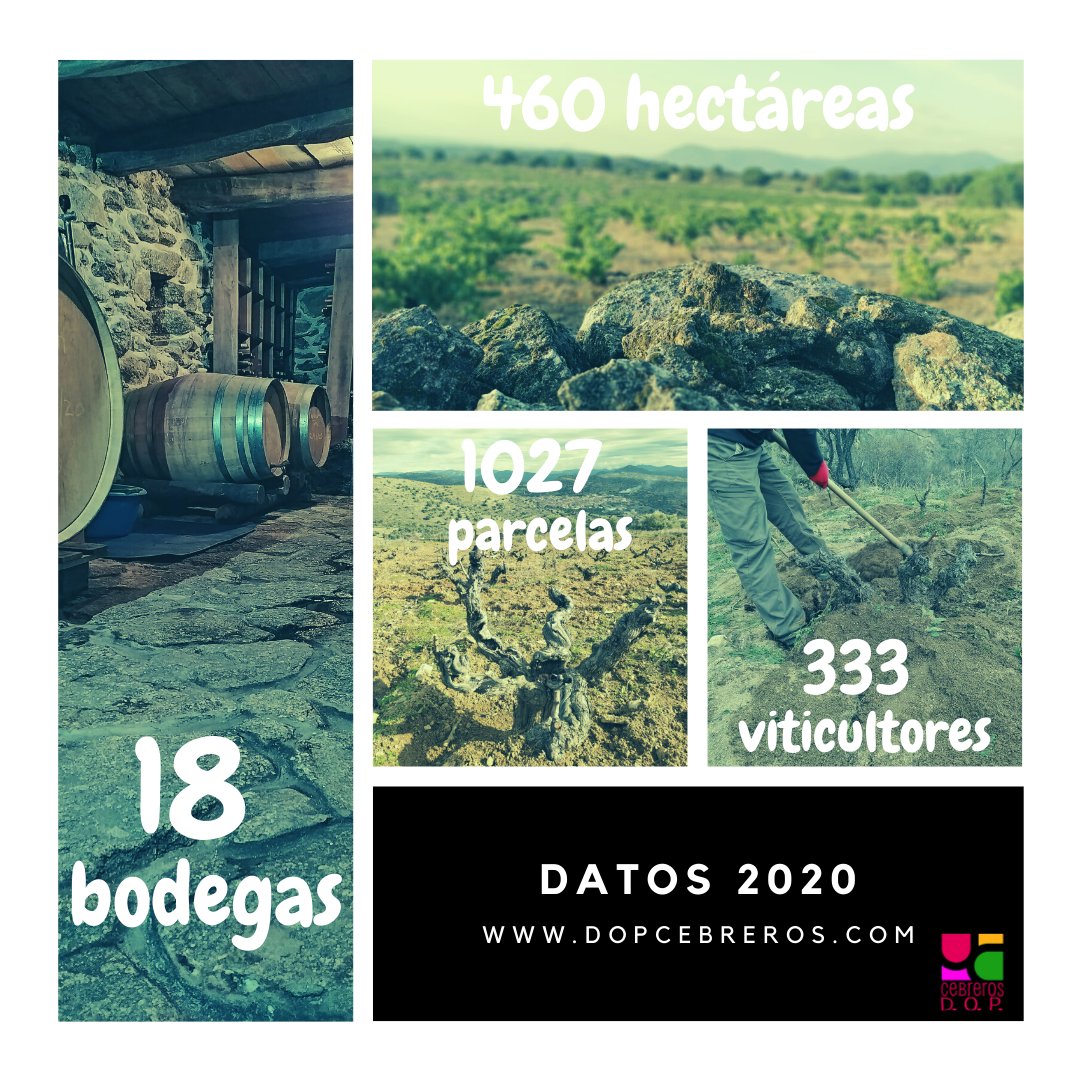 VinosdeCebreros's tweet photo. 📶Tras las cifras de producción de ayer, os dejamos otros datos de 2️⃣0️⃣2️⃣0️⃣ que seguro os interesan.
A día de hoy en la #DOPCebreros somos:
🍷18 Bodegas
👨🏽‍🌾👩🏻‍🌾333 Viticultores
🌄460 hectáreas
🍇1027 parcelas
A por el 2️⃣0️⃣2️⃣1️⃣ 
#datos2020 #queelritmonopare #sierradegredos #avila https://t.co/rrkJXLzutU