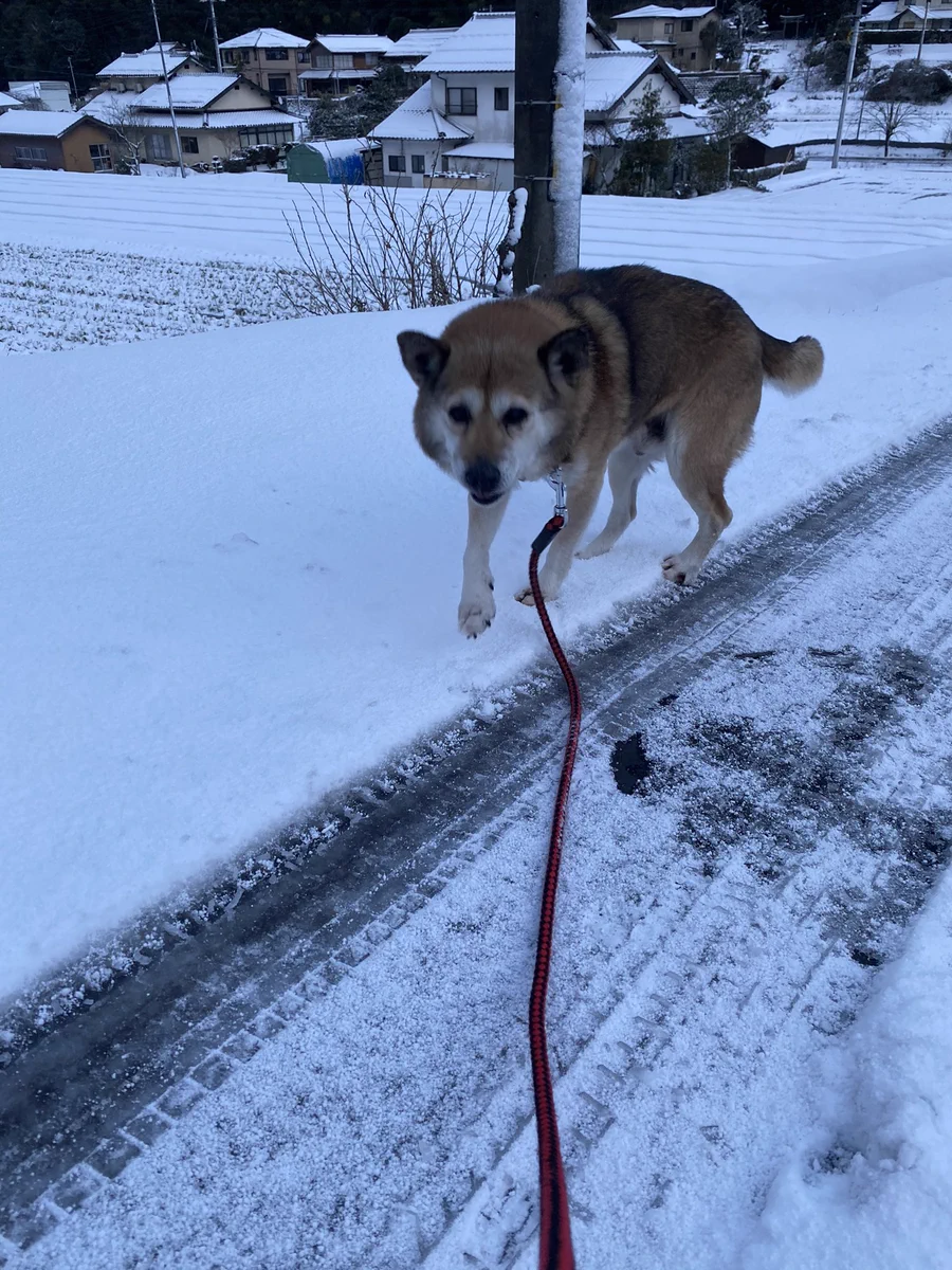 雪道の散歩は辛い？大騒ぎしていたの散歩で連れ出した犬が悲しそうな顔でこっちを見てくるwww