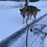 雪道の散歩は辛い？大騒ぎしていたの散歩で連れ出した犬が悲しそうな顔でこっちを見てくる!