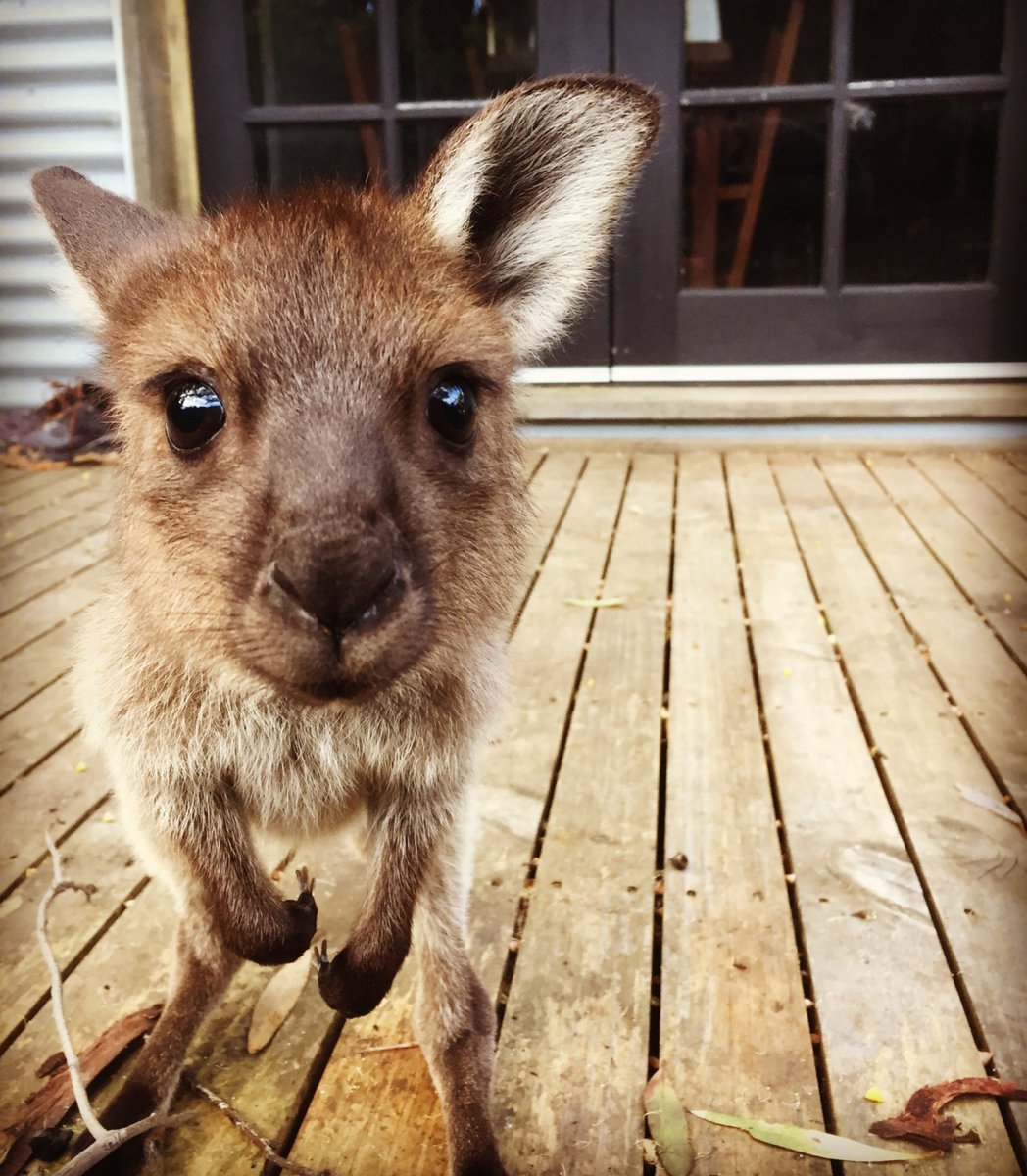 SophieLamTravel's tweet photo. A year ago, bushfires devastated 'Australia's Galapagos', but the green shoots of recovery are now tangible reports @ChloeCann https://t.co/Mo8MH8LLHn https://t.co/gi8kTZkPvK