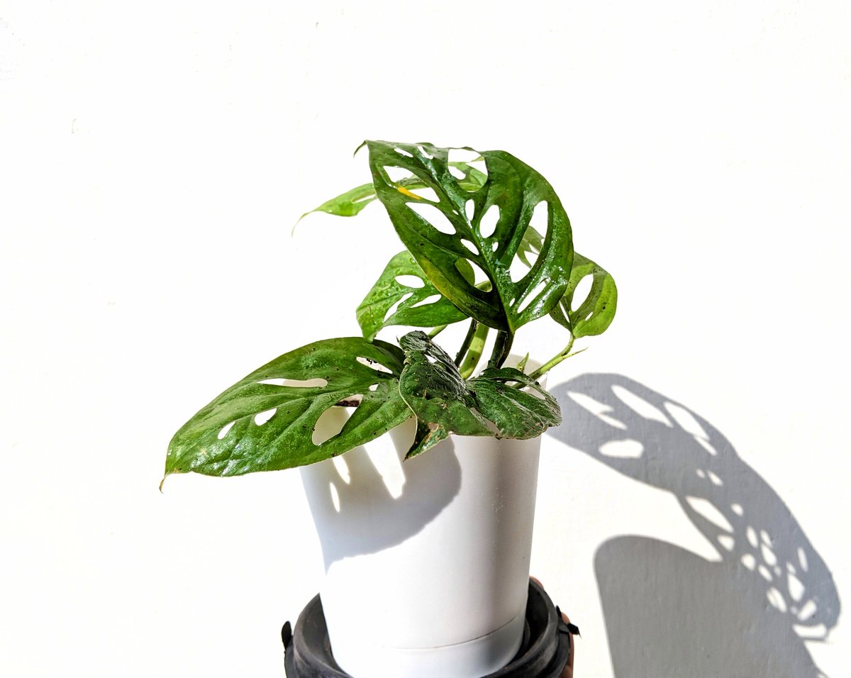 SwarajBandi's tweet photo. Green. #teampixel
.
.
A philodendron got delivered from @Ugaooindia https://t.co/TQ4YGCveND