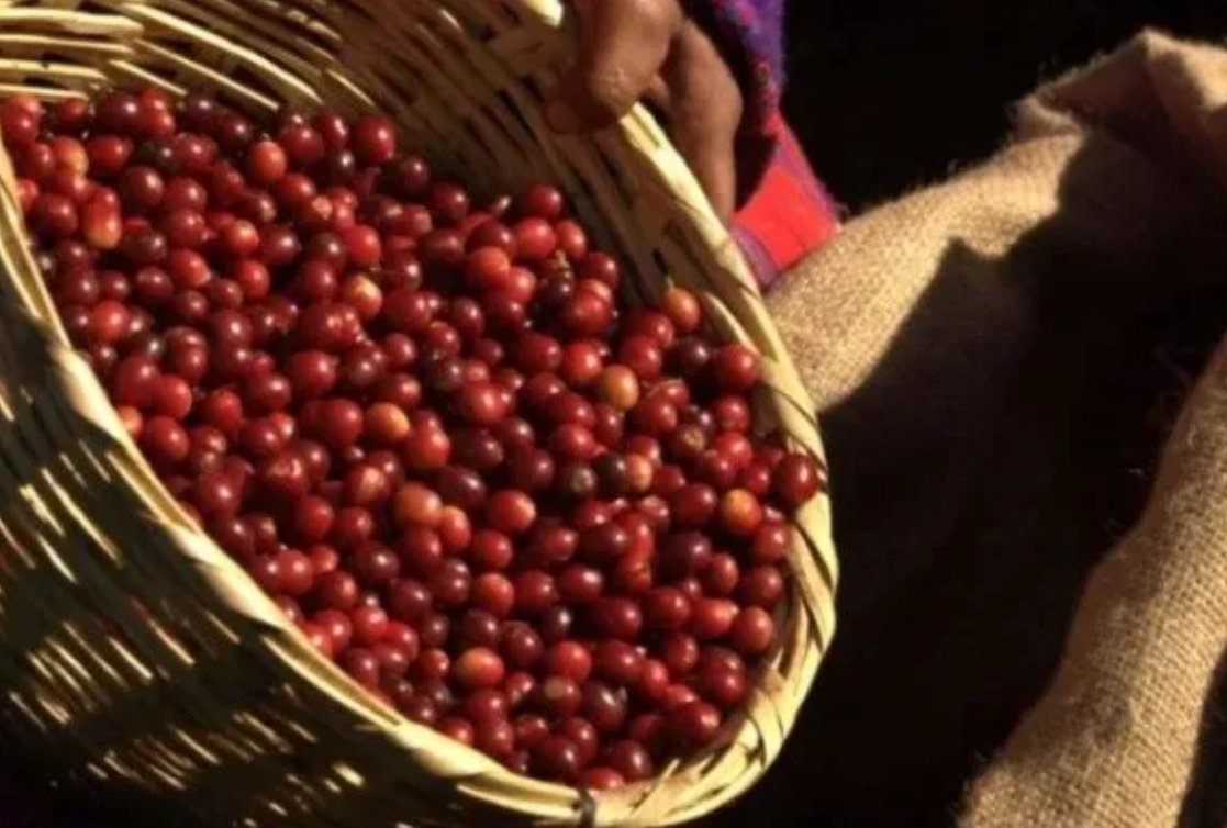 pdgespanol's tweet photo. #Honduras busca 350,000 personas para recoger café en período más productivo. https://t.co/Qv05H82eGM vía @Eleconomistanet https://t.co/q4oLLRiSrp