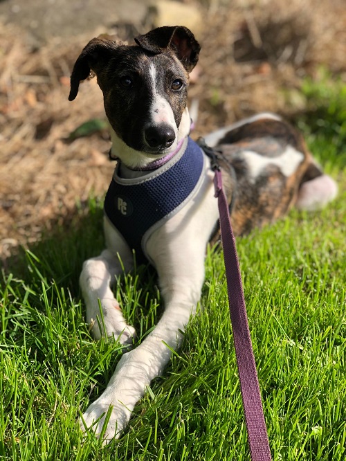 DownDogNI's tweet image. If your dog reacts to visitors, noises, people, other dogs, traffic or whatever, then our online #ReactiveRover course will be a great training tool for you and your #dog.
You can find out more &amp;amp; book here: downdog.co.uk/reactive

#Dogtraining #OnlineDogClass #puppy #greyhound