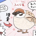 この時期にしか見られない？冬季限定の増量した「ふくら雀」!