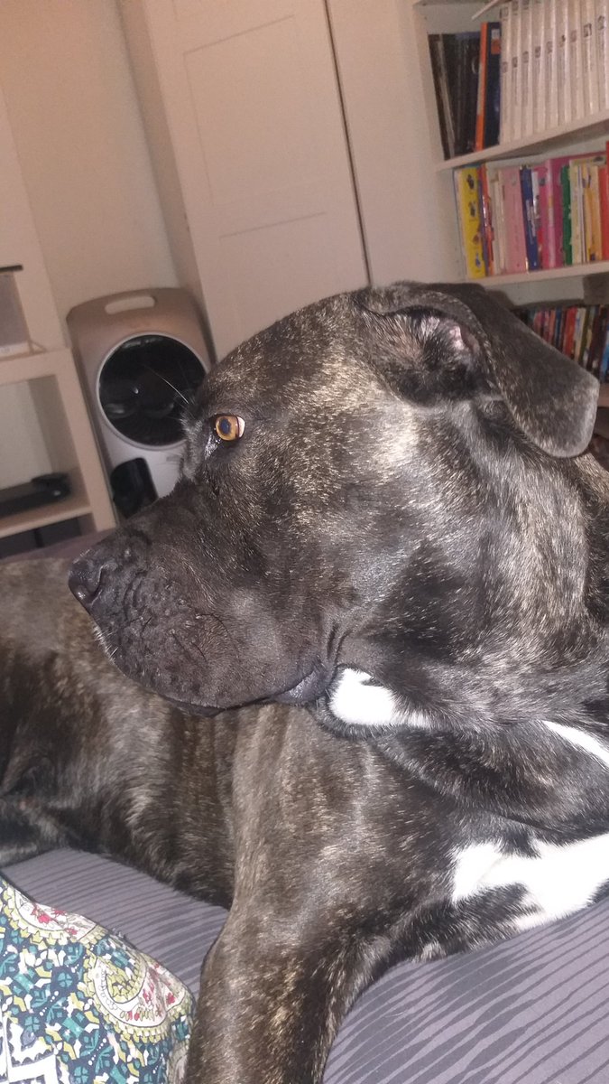 GCalapa's tweet image. Ogni giorno ti osservo bimba mia, ti guardo e mi chiedo perché di tanta crudeltà nel mondo quando si tratta di maltrattare un animale