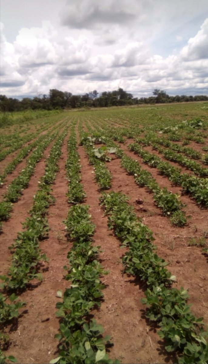 The year to maximize land utilisation, good rains 

1ha groundnuts (nzungu)

#zimfarmerscan