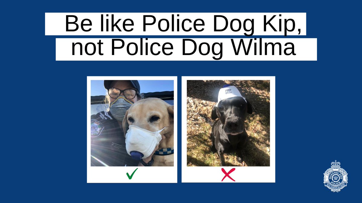 QldPolice's tweet photo. With Greater Brisbane requiring masks outside of the home from 6pm tonight, we look to our PDs for advice. https://t.co/rFs5BhQNGs